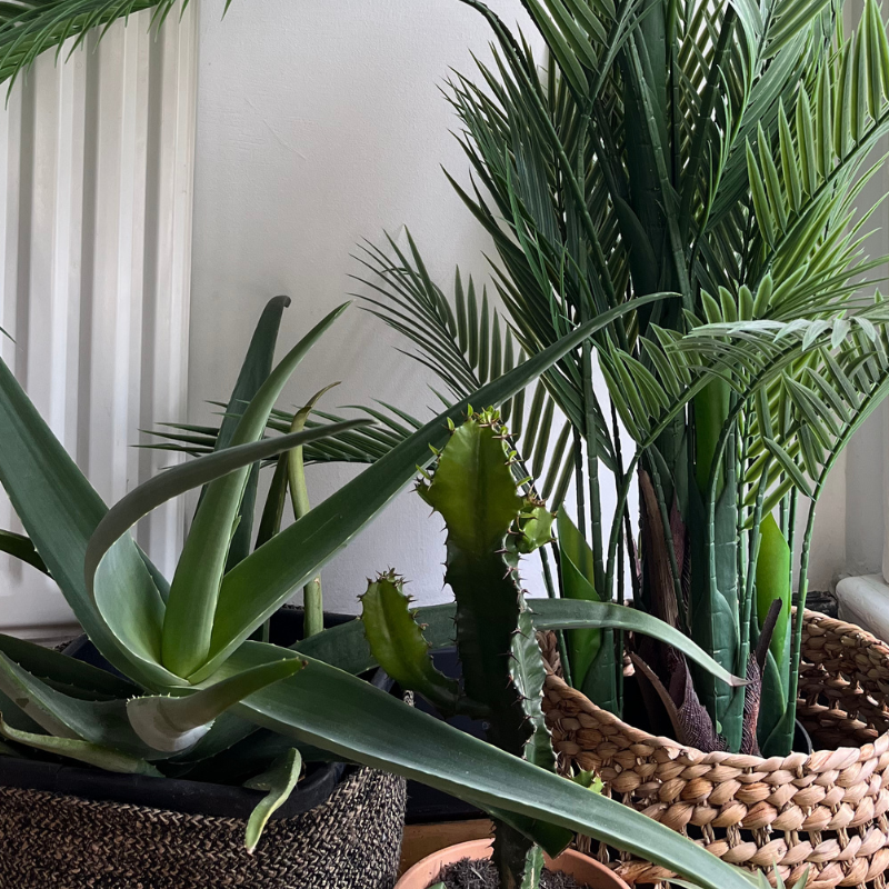 Artificial Plants - Uneeka