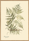 Staris Caudata Fern Print in Oak Frame