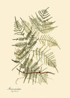 Steris Caudata Fern Print