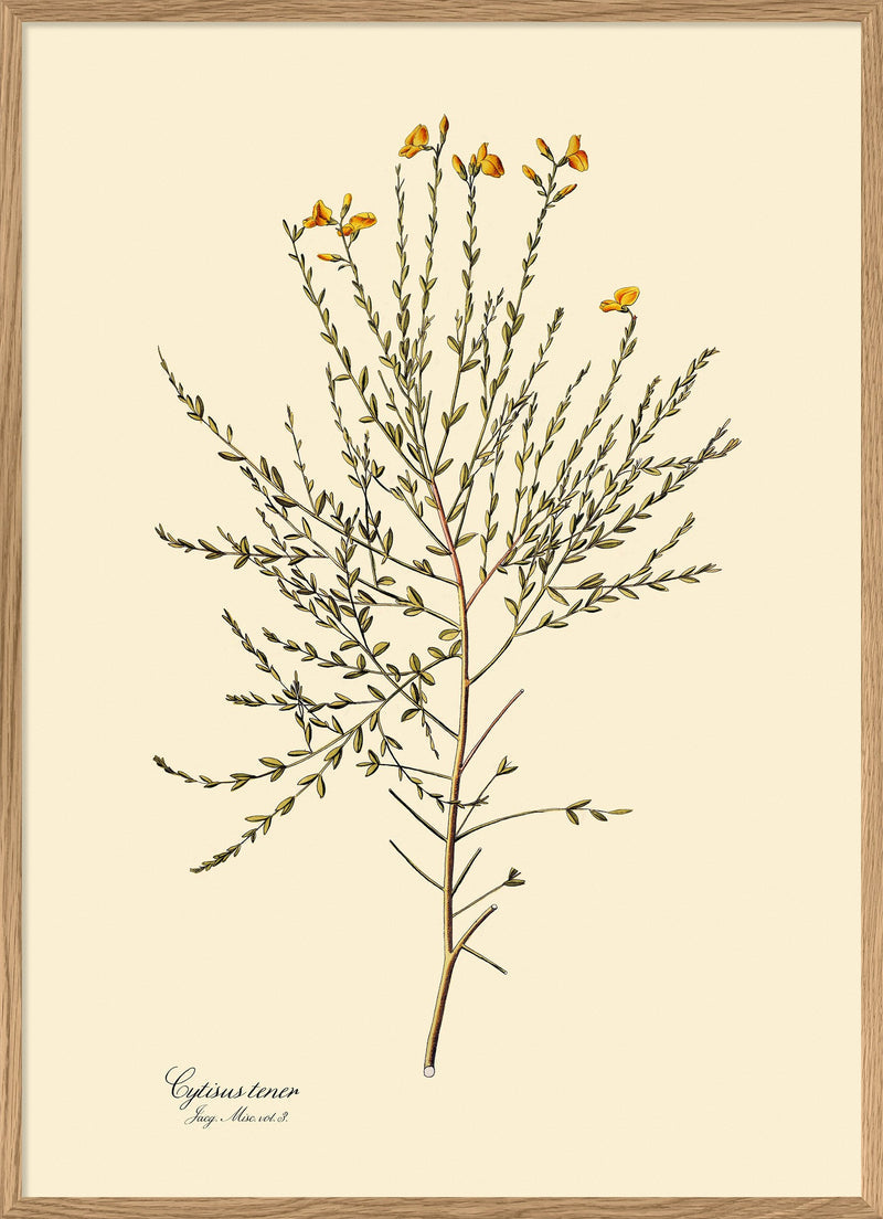 Cytisus Tener Print in Oak Frame