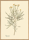 Cytisus Tener Print in Oak Frame