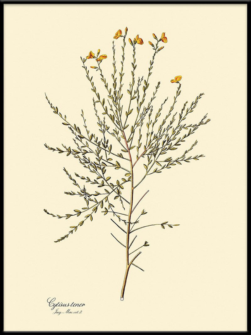 Cytisus Tener Print in Black Frame