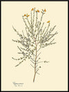 Cytisus Tener Print in Black Frame