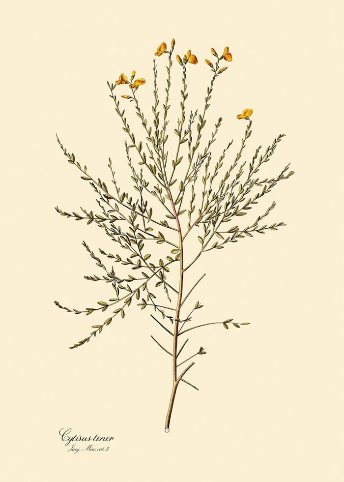 Cytisus Tener Print