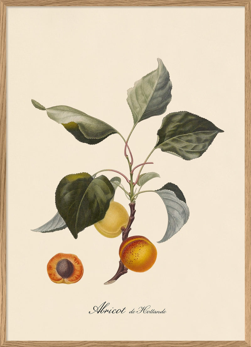Apricot Print in Oak Frame