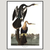 Black-Bellied Darter Birds Framed Art Print - Black Frame, Vintage Prints at Uneeka