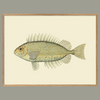 Golden & Blue Fish Framed Art Print - Oak Frame - Uneeka