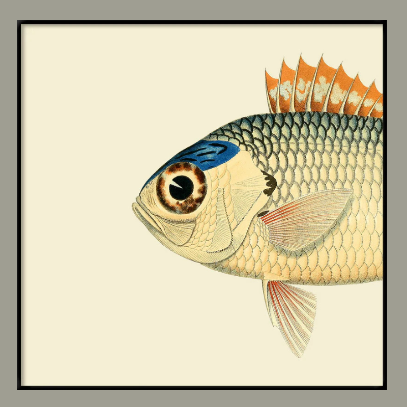 Pinecone Soldierfish Head Framed Art Print -Black Frame - Uneeka