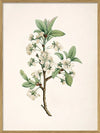 Prunus Domestica Framed Art Print Oak