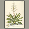 Yucca Plant Botanical Framed Art Print - Black Frame - Vintage Wall Decor at Uneeka