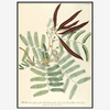 Acacia Leaves Framed Art Print - BFG 50x70 3708 - Uneeka
