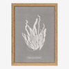 Algae Asperococcus Print in Oak Frame* - RC209 - Uneeka