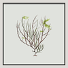 Algae Green Leaf Framed Print - BFG 30x30 2301 - Uneeka