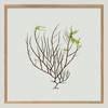 Algae Green Leaf Framed Print - OFG 30x30 2301 - Uneeka