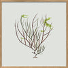 Algae Green Leaf Framed Print - OFG 30x30 2301 - Uneeka