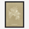 Algae Nitophyllum Print in Black Frame* - RC206 - Uneeka