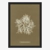 Algae Plocamium Print in Black Frame* - RC205 - Uneeka