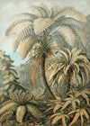 Alsophila Silver Fern Botanical Framed Art Print - 50x70 8215 - Uneeka