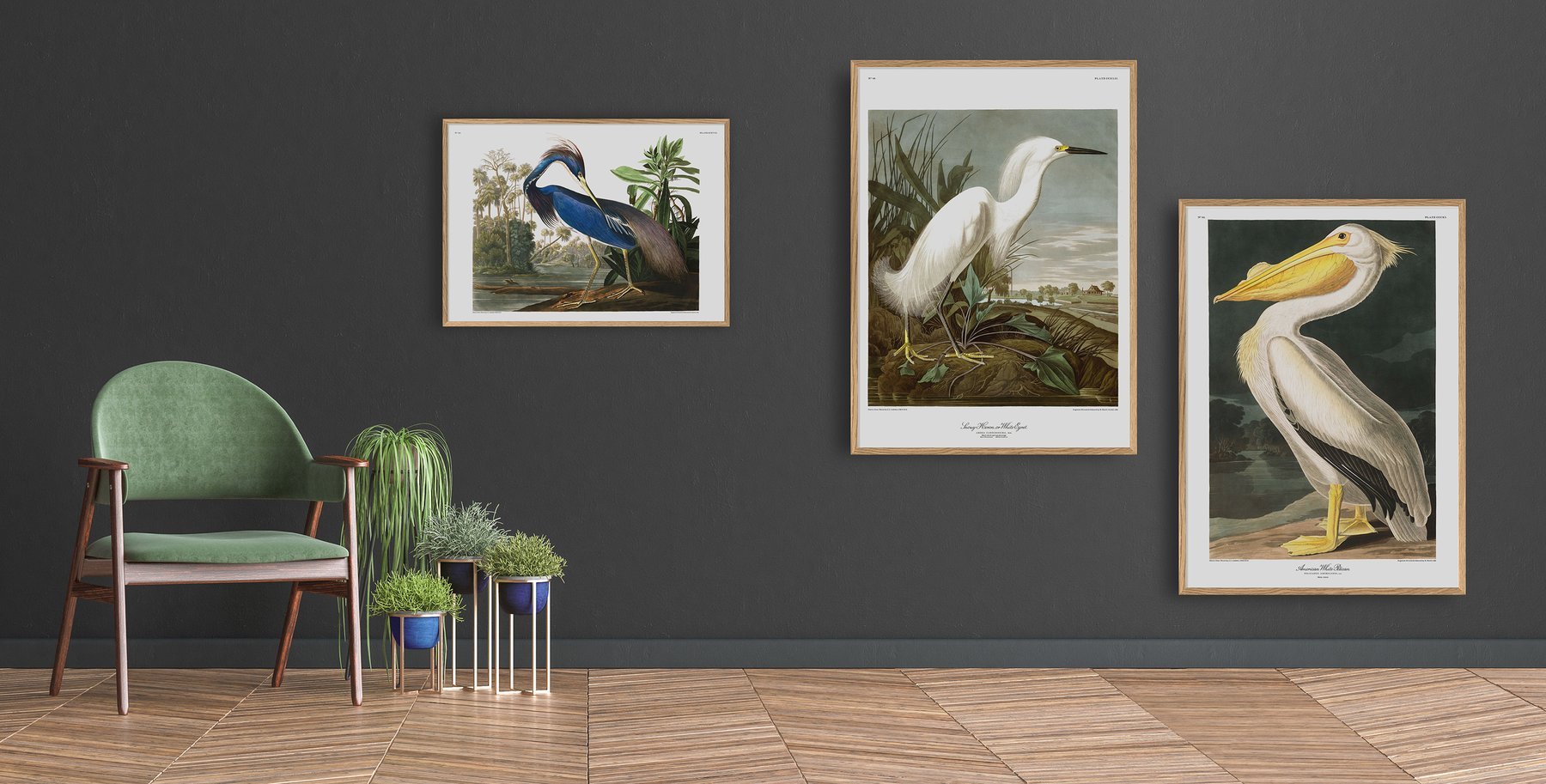 American White Pelican Framed Art Print - BFG 50x70 6504 - Uneeka