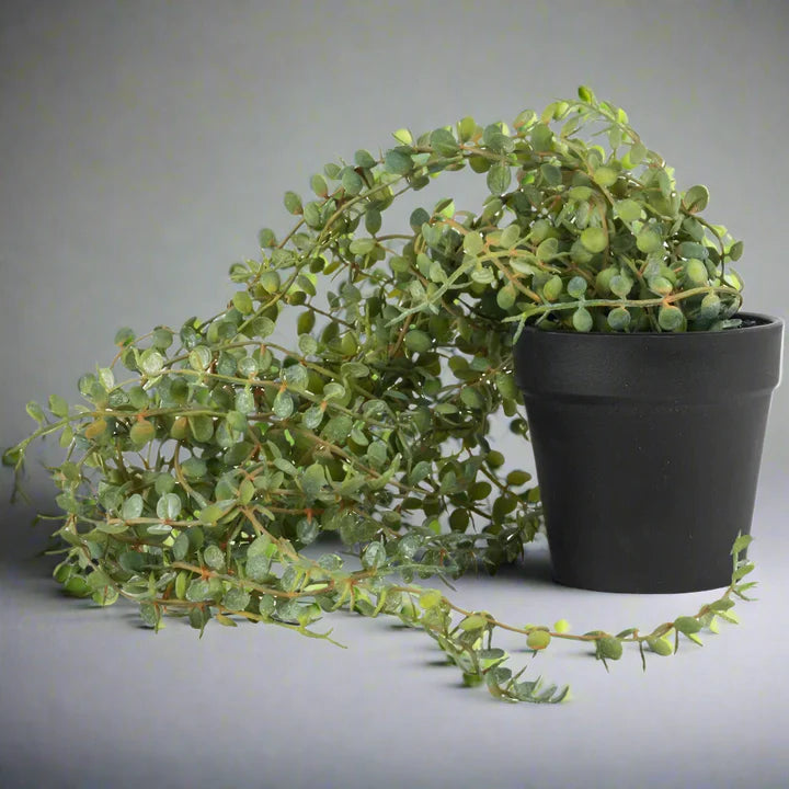 Artificial Senecio in Black Pot - YF20541 - Uneeka