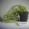 Artificial Senecio in Black Pot - YF20541 - Uneeka