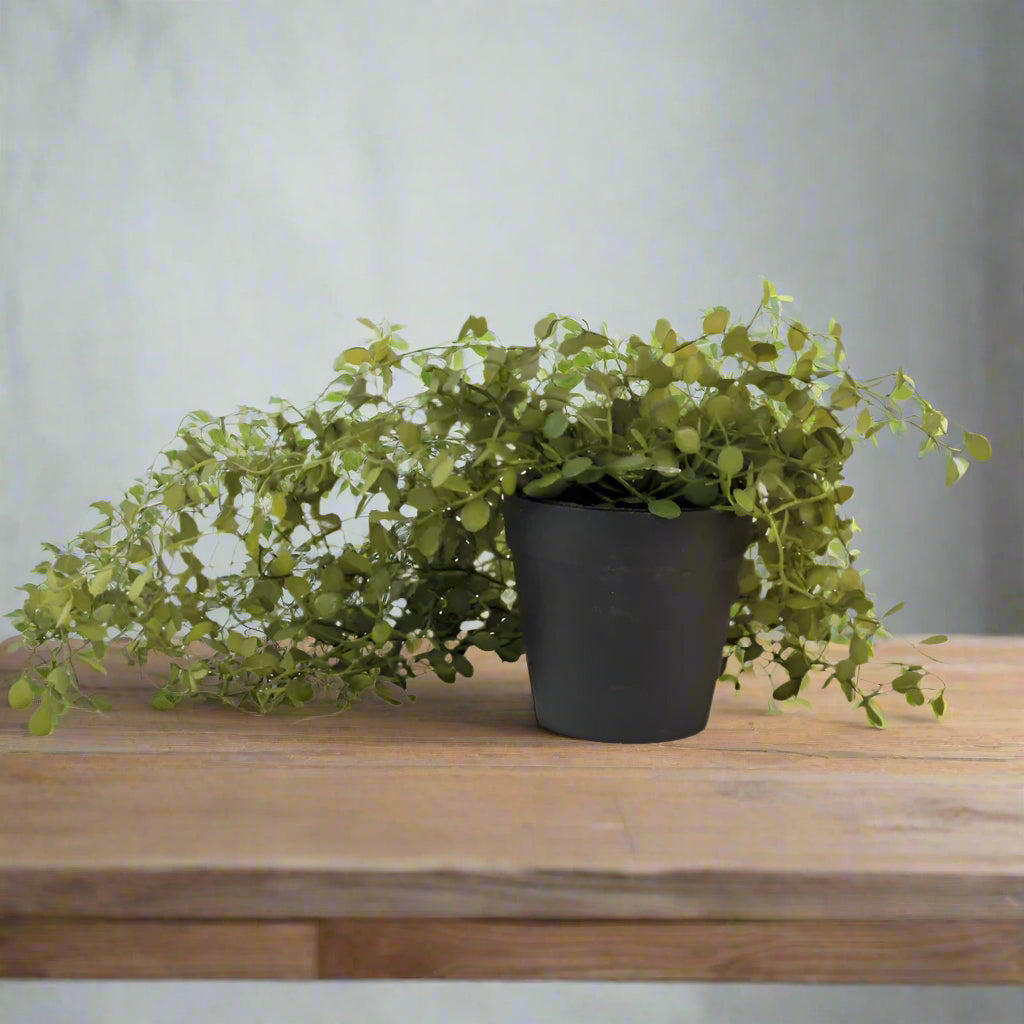 Artificial String of Nickels Plant in Black Pot - YF21137 - Uneeka