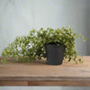 Artificial String of Nickels Plant in Black Pot - YF21137 - Uneeka