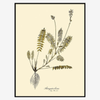 Astragalus Hians Fern Art Print - BFG 50x70 3102 - Uneeka
