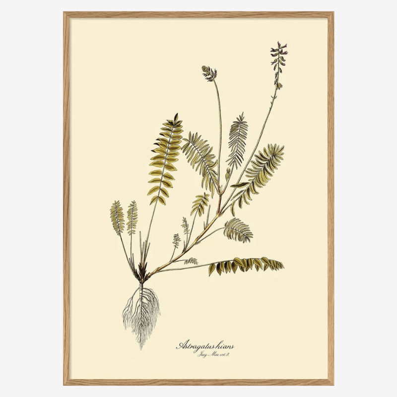 Astragalus Hians Fern Art Print - OFG 50x70 3102 - Uneeka