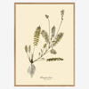 Astragalus Hians Fern Art Print - OFG 50x70 3102 - Uneeka