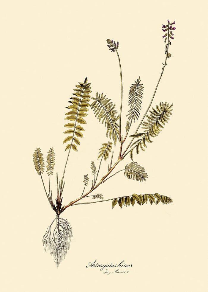 Astragalus Hians Fern Art Print - 50x70 3102 - Uneeka