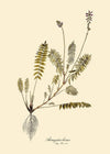 Astragalus Hians Fern Art Print - 50x70 3102 - Uneeka