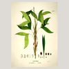 Bactris Botanical Framed Art Print - 50x70 3524 - Uneeka