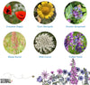 Bird Wildflower Mix Seedball Tin - BIRD - Uneeka