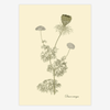 Bishop's Weed Framed Art Print - 50x70 3126 - Uneeka