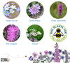 Butterfly Wildflower Mix Seedball Tin - BU - Uneeka