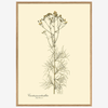 Cacalia Peucedanfolia Framed Art Print - OFG 50x70 3127 - Uneeka