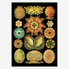 Colourful Organisms Black Backed Framed Art Print - 70x100 8205 - Uneeka