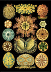 Colourful Organisms Black Backed Framed Art Print - BFG 50x70 8205 - Uneeka