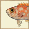 Dotted Orange Fish Head Framed Print - OFP 30x30 5610 - Uneeka