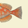 Dotted Orange Fish Tail Framed Print - OFP 30x30 5611 - Uneeka