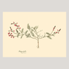 Galega Dubia Herb Framed Art Print - 50x70 3112 - Uneeka