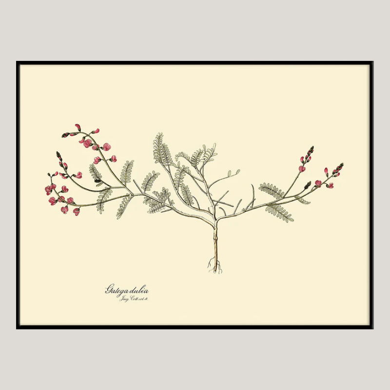 Galega Dubia Herb Framed Art Print - BFG 50x70 3112 - Uneeka