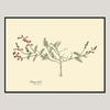 Galega Dubia Herb Framed Art Print - BFG 50x70 3112 - Uneeka