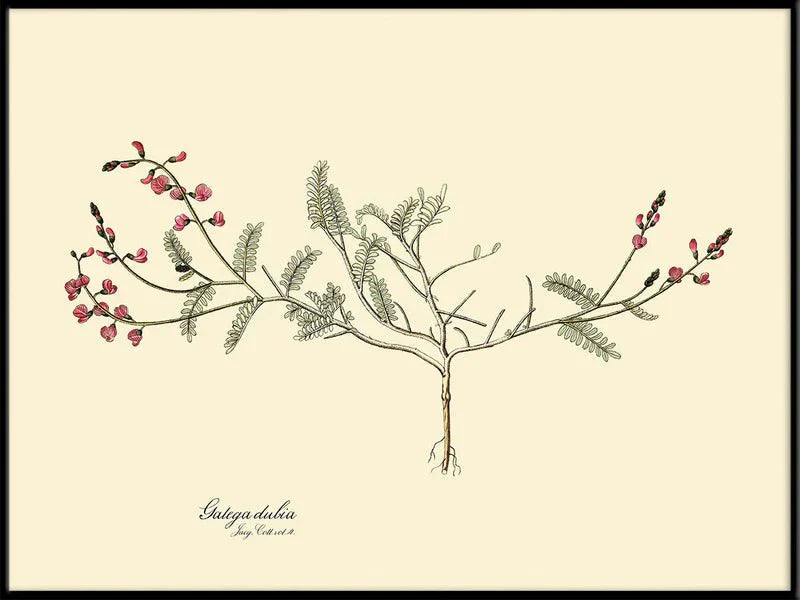 Galega Dubia Herb Framed Art Print - BFG 50x70 3112 - Uneeka