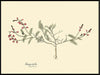 Galega Dubia Herb Framed Art Print - BFG 50x70 3112 - Uneeka