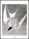 Great Tern Bird Framed Art Print - BFG 50x70 6503 - Uneeka