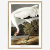 Hooping Crane Framed Print - OFG 50x70 6524 - Uneeka