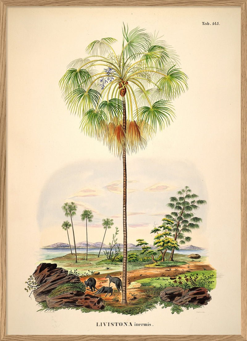 Kangaroo Palm Framed Print - OFG 50x70 3505 - Uneeka