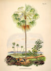 Kangaroo Palm Framed Print - 50x70 3505 - Uneeka